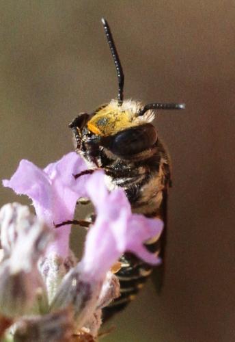 Coelioxys sp.